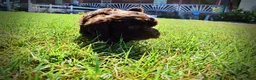 Havapoo dogs for sale: Jolene-LABOR DAY SALE-TAKE $100 OFF!!! - Ad 17
