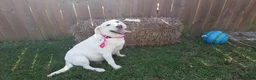 Labrador Retriever dogs for sale: Labrador Retriever 6 - Ad 2