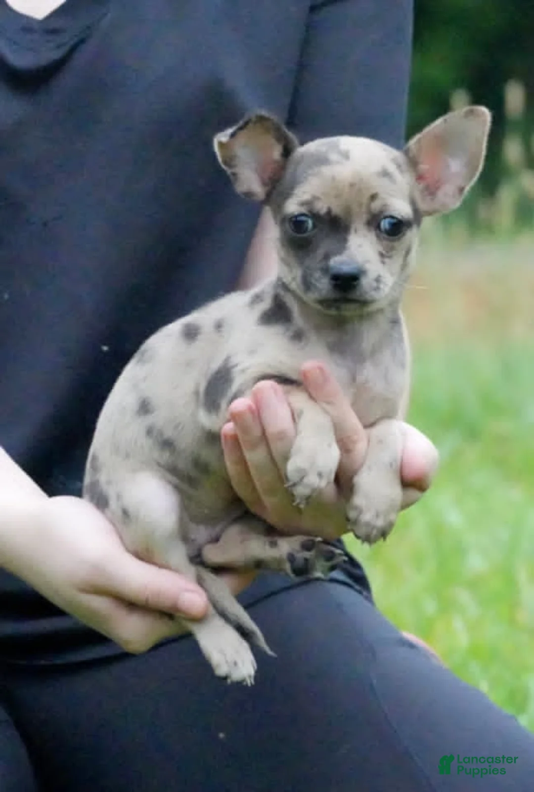 Chihuahua dogs for sale: Chihuahua 1 - Ad 1
