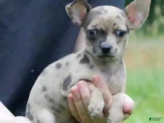 Chihuahua dogs Chihuahua 1 - Ad 1