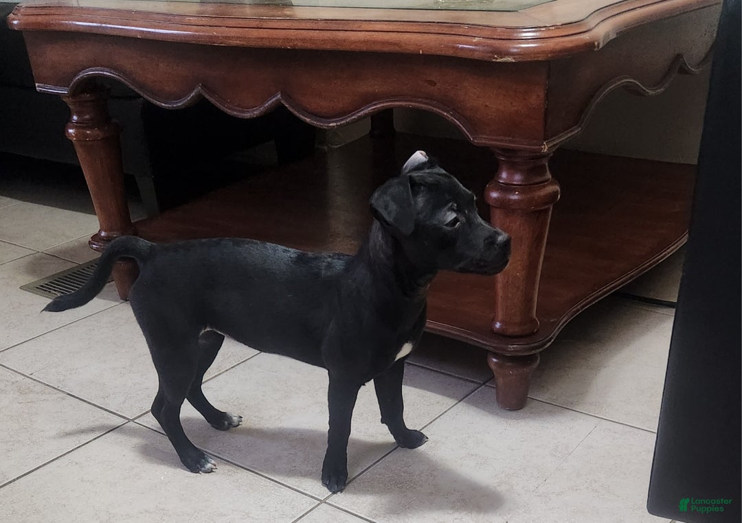 Mixed Breed dogs for sale: Laticia  - Ad 9