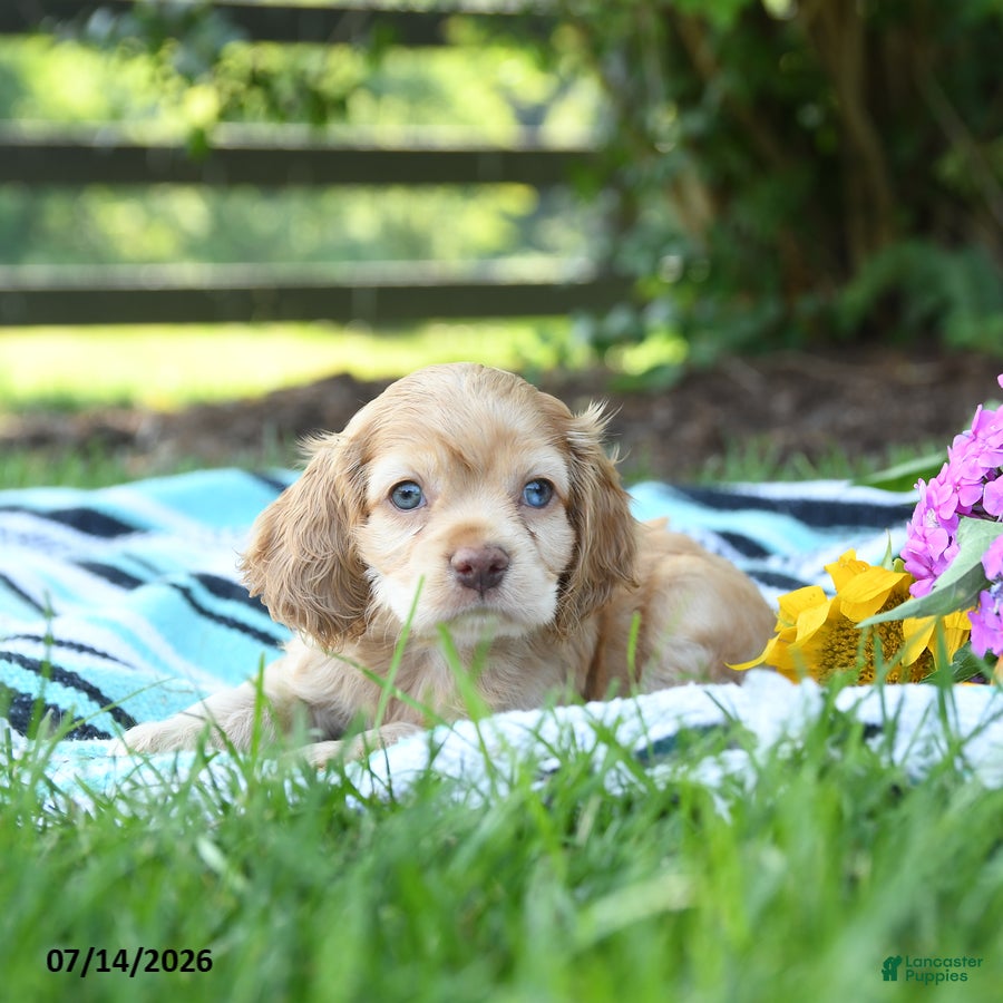 English Cocker Spaniel dogs Nina - Ad 2
