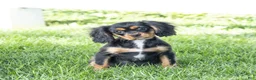 Cavalier King Charles Spaniel dogs for sale: Butch - Ad 4