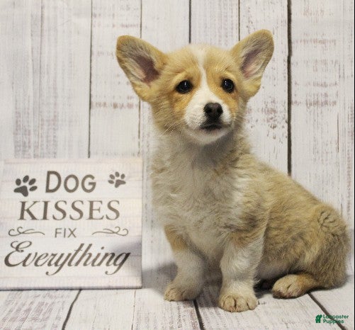 Welsh Corgi Pembroke dogs Scout - Ad 1