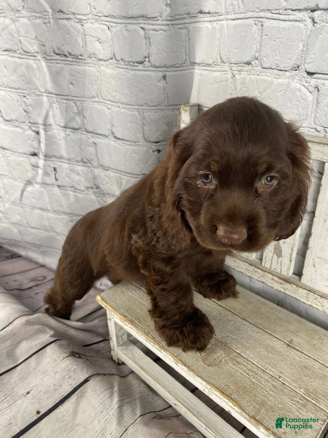 Cocker Spaniel dogs for sale: Copper - Ad 11