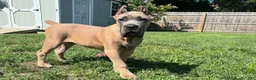 Cane Corso dogs for sale: Blue - Ad 5