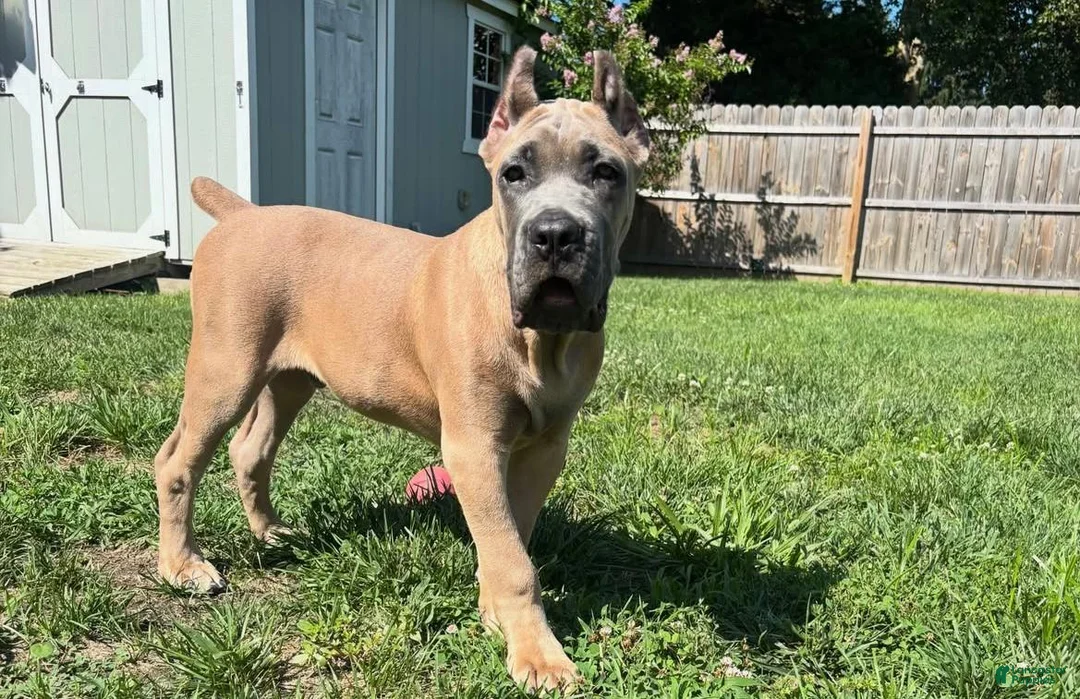 Cane Corso dogs for sale: Blue - Ad 5