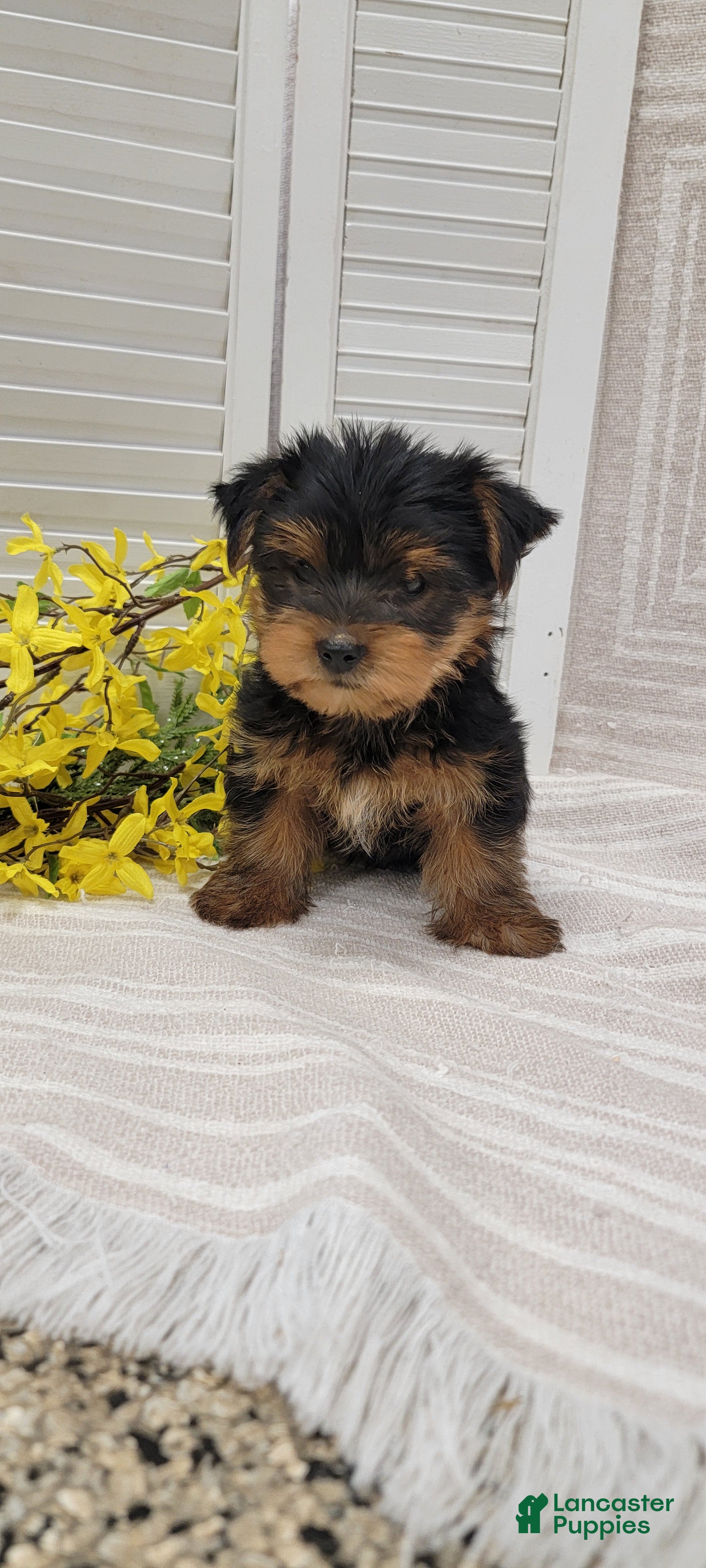Yorkshire Terrier dogs Buster - Ad 1