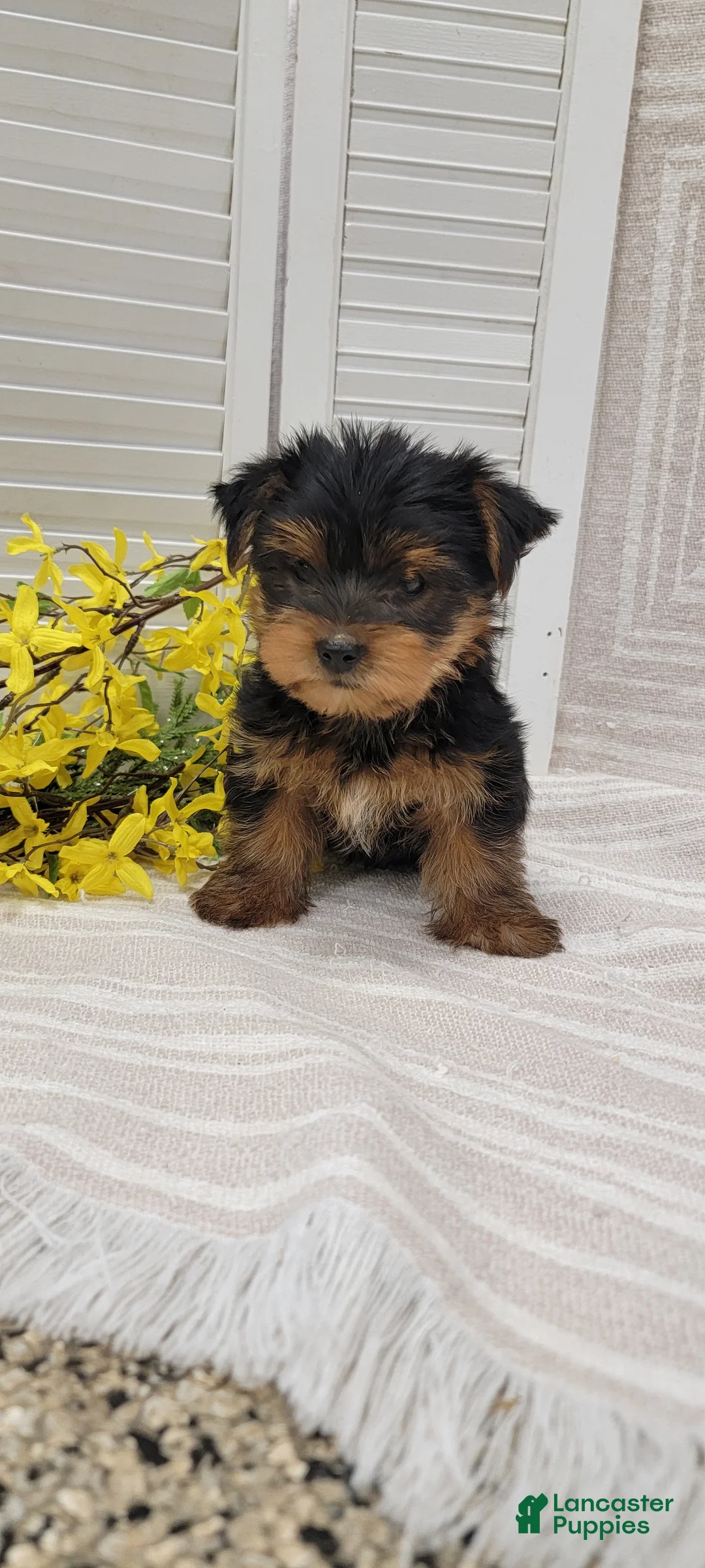 Yorkshire Terrier dogs for sale: Buster - Ad 1
