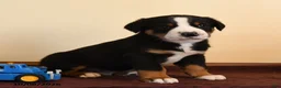 Greater Swiss Mountain Dog dogs for sale: Quiver - Ad 3