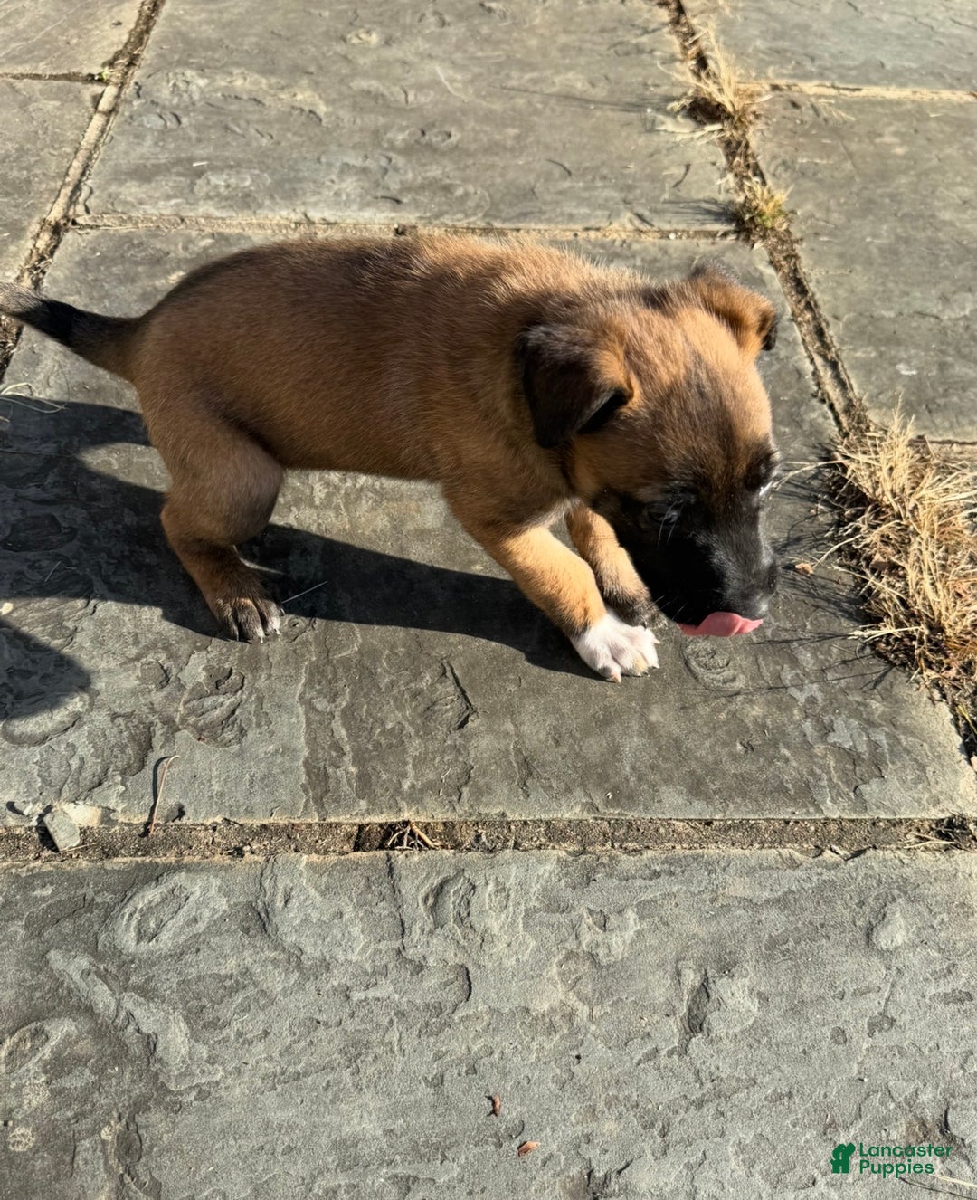 Belgian Malinois dogs for sale: Belgian Malinois Puppy 3 - Ad 1