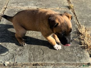 Belgian Malinois dogs Belgian Malinois Puppy 3 - Ad 40