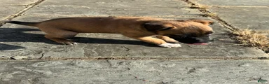 Belgian Malinois Puppy 3
