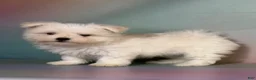 Maltipom dogs for sale: Donut  - Ad 3