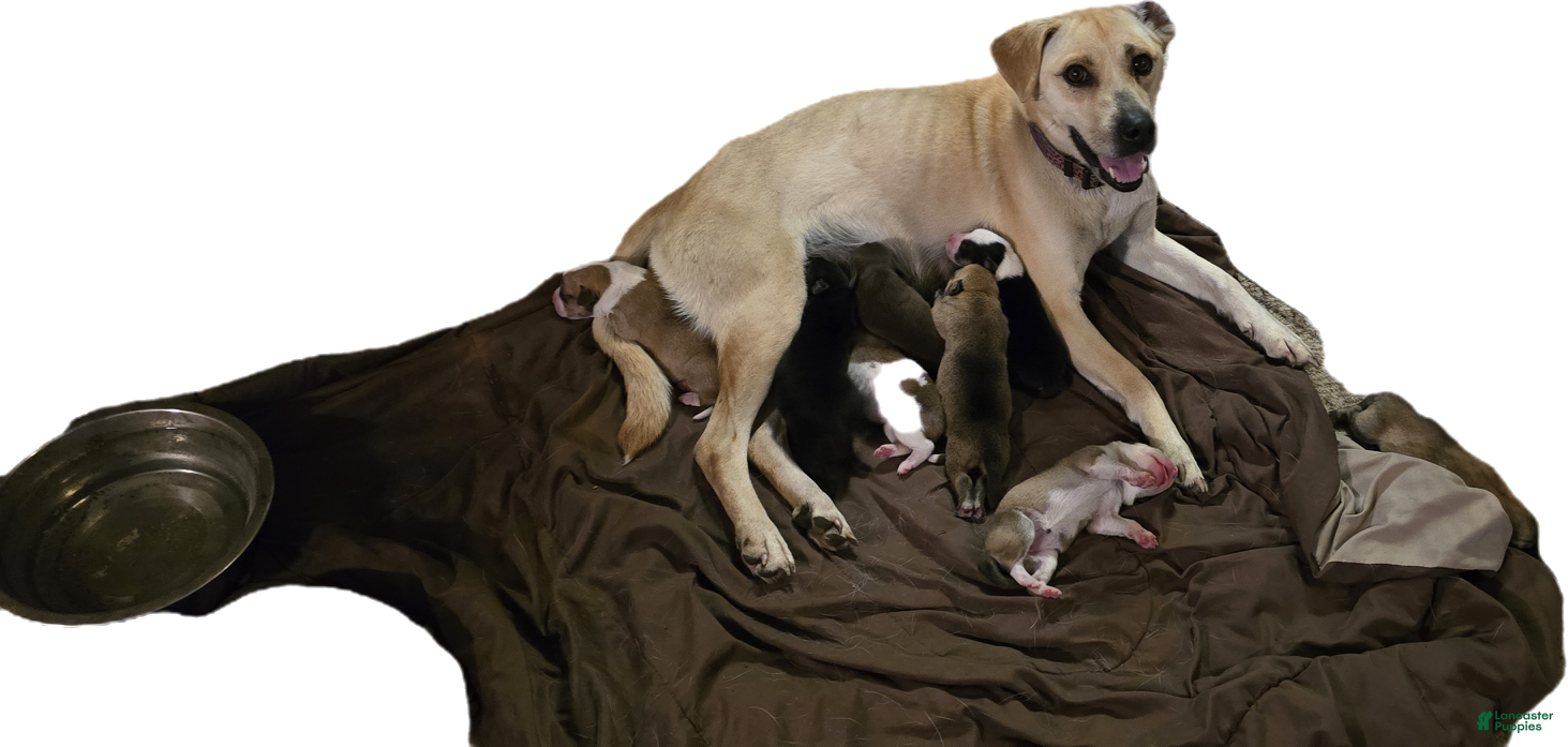 Mixed Breed dogs for sale: Chocolate Girl - Ad 2