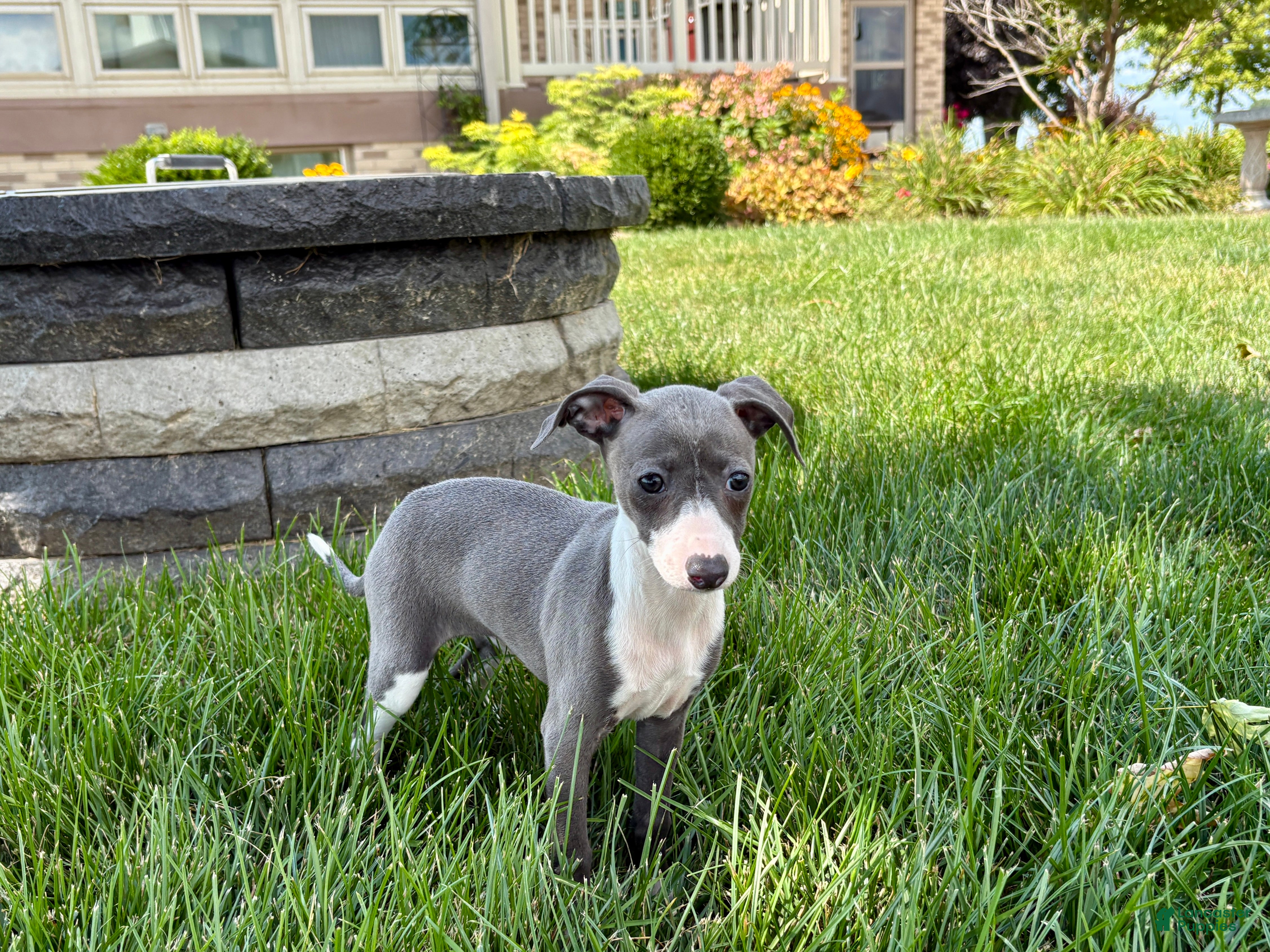 Italian Greyhound dogs Cheyenne  - Ad 1