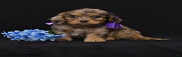 Cavapoo dogs for sale: Naomi - Ad 4