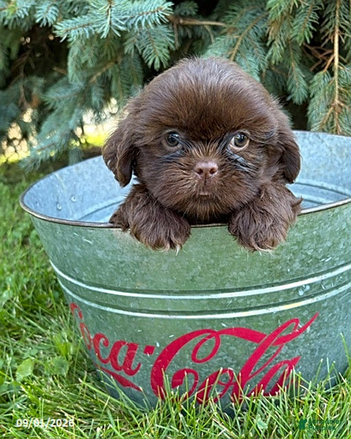 Shih Tzu dogs Luke - Ad 2