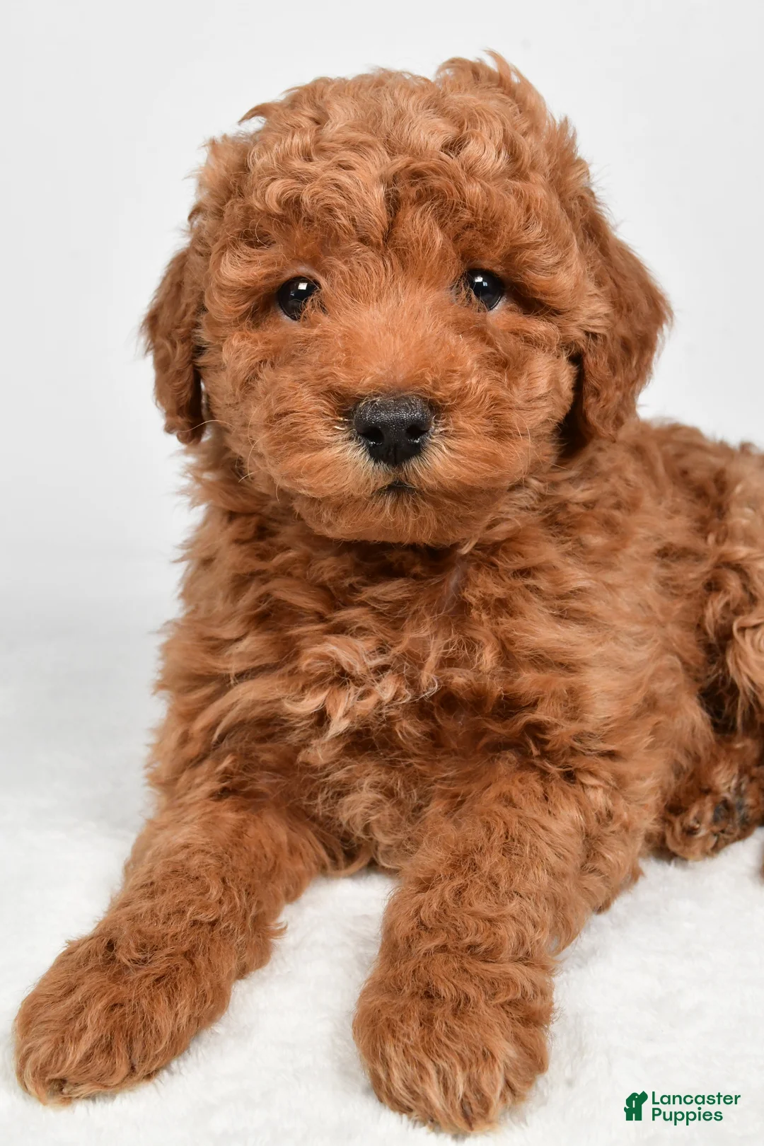 Miniature Poodle dogs for sale: Max - Ad 7