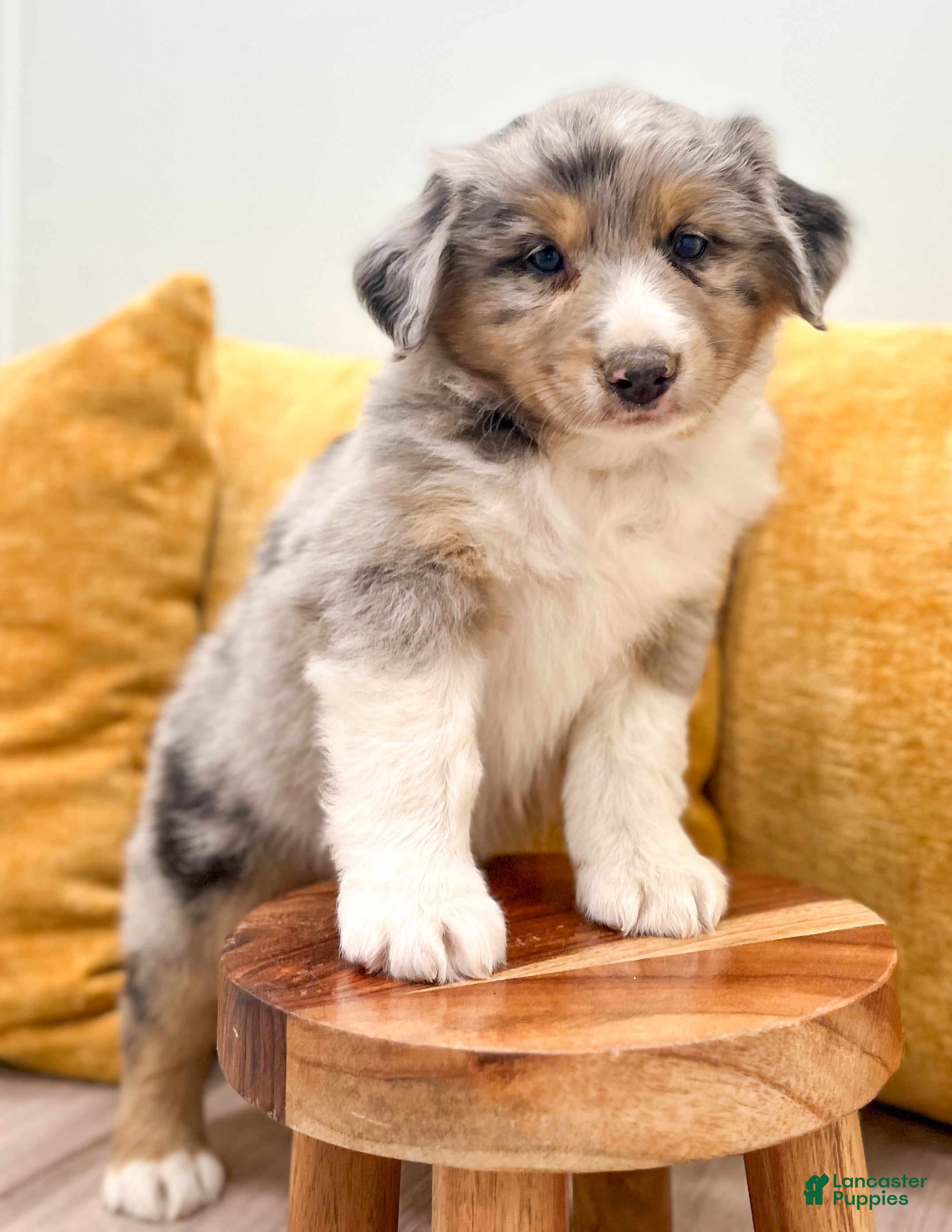 Australian Shepherd dogs for sale: Dusty - Ad 2