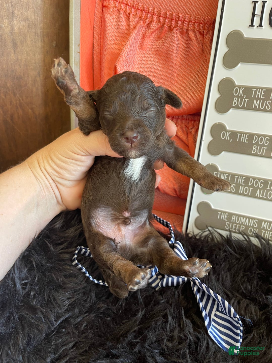 Miniature Poodle dogs for sale: Akc Clear Chocolate Phantom Boy 1 - Ad 19