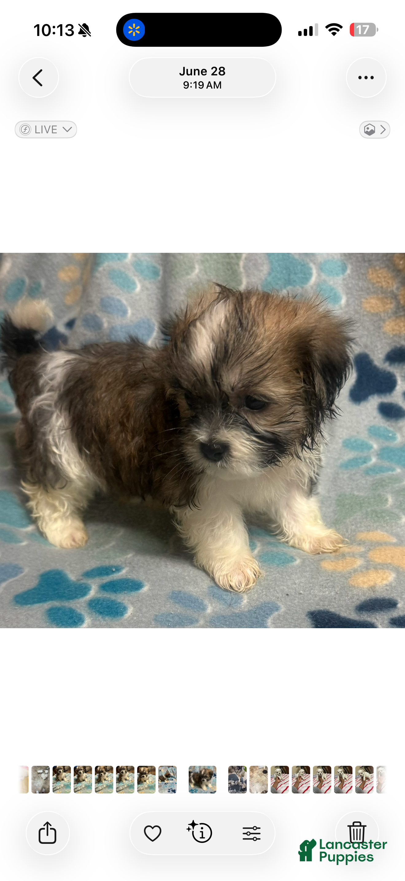 Malshi dogs for sale: Bella - Ad 1