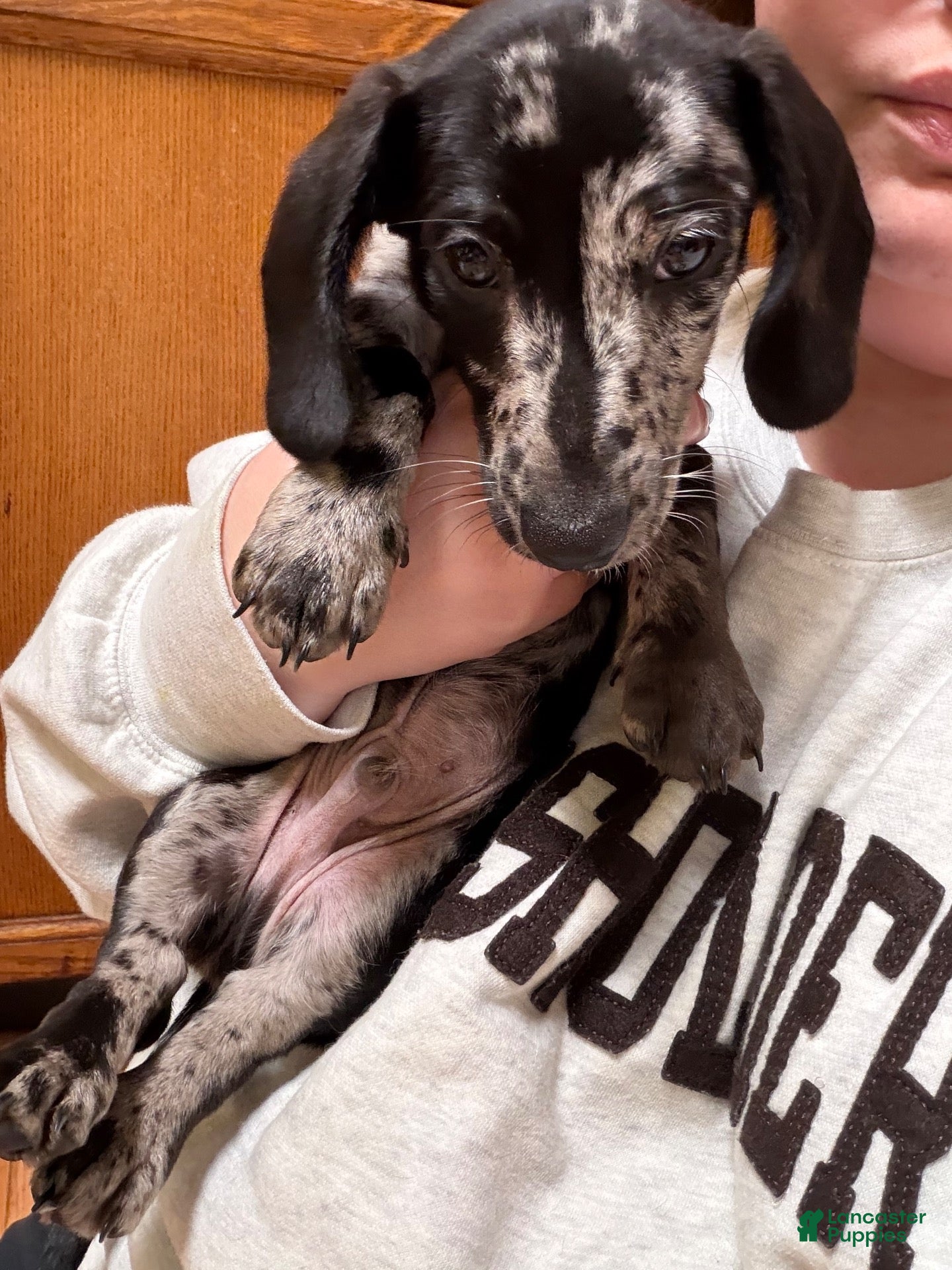 Miniature Dachshund dogs for sale: Woody - Ad 2