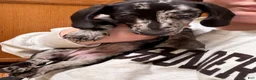 Miniature Dachshund dogs for sale: Woody - Ad 2