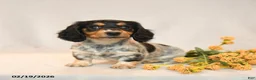 Miniature Dachshund dogs for sale: Blossom - Ad 3