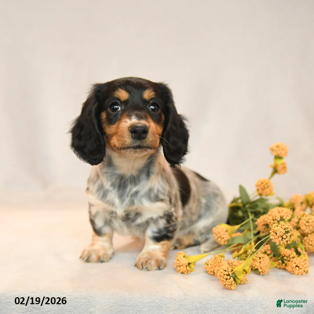 Miniature Dachshund dogs for sale: Blossom - Ad 3