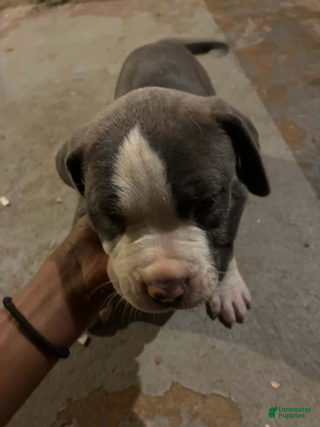 American Pit Bull Terrier dogs for sale: Merlin - Ad 2