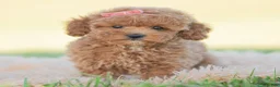 Toy Poodle dogs for sale: Candy apple - Ad 2