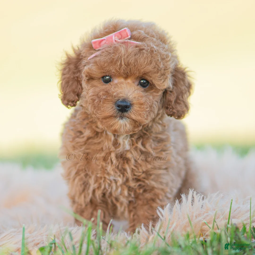 Toy Poodle dogs for sale: Candy apple - Ad 2