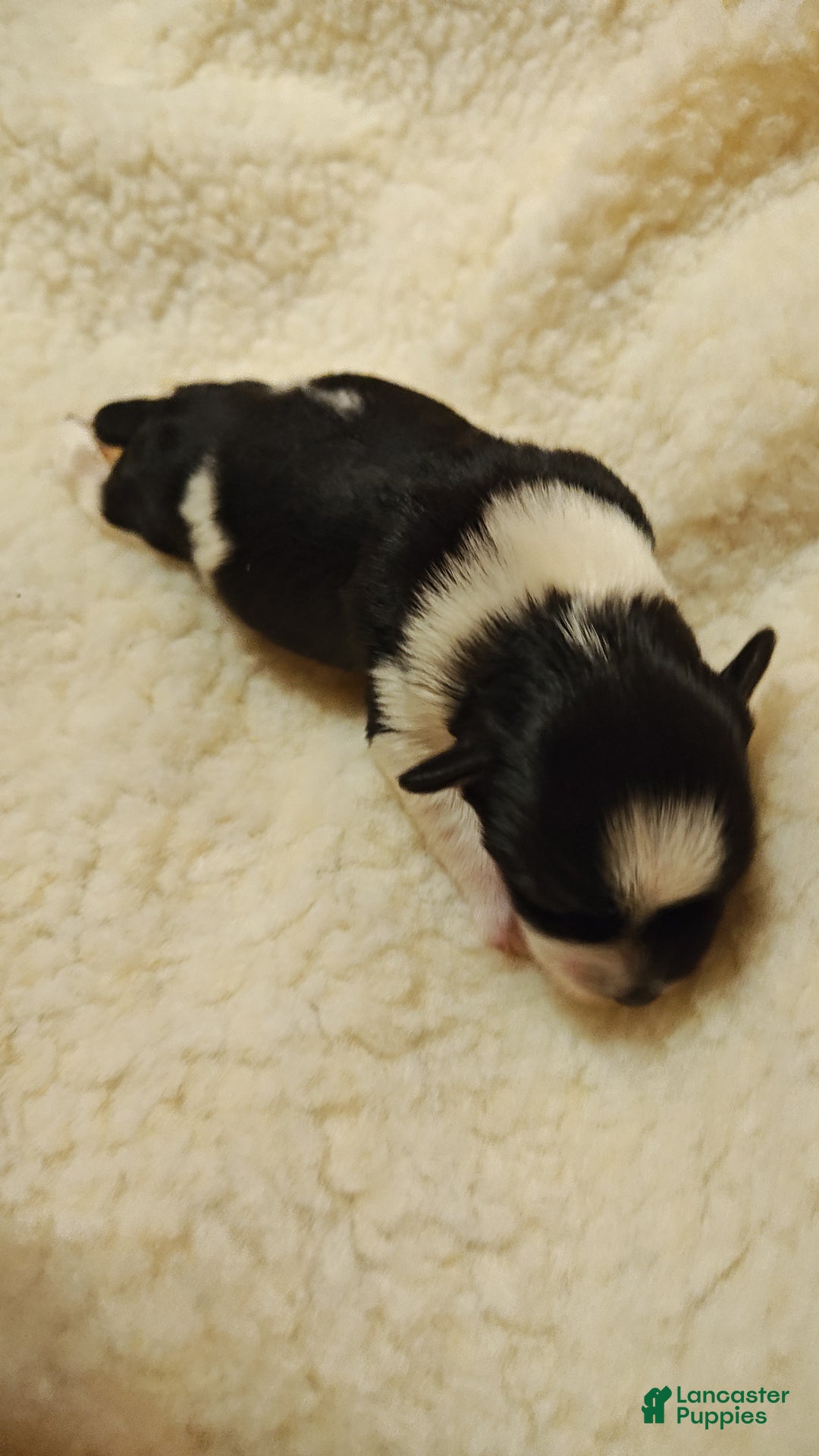 Miniature Schnauzer dogs for sale: Miniature Schnauzer Boy 2 - Ad 2