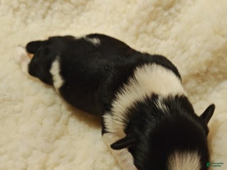 Miniature Schnauzer dogs Miniature Schnauzer Boy 2 - Ad 27