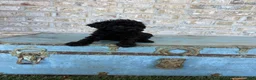 Miniature Labradoodle dogs for sale: Bear  - Ad 2