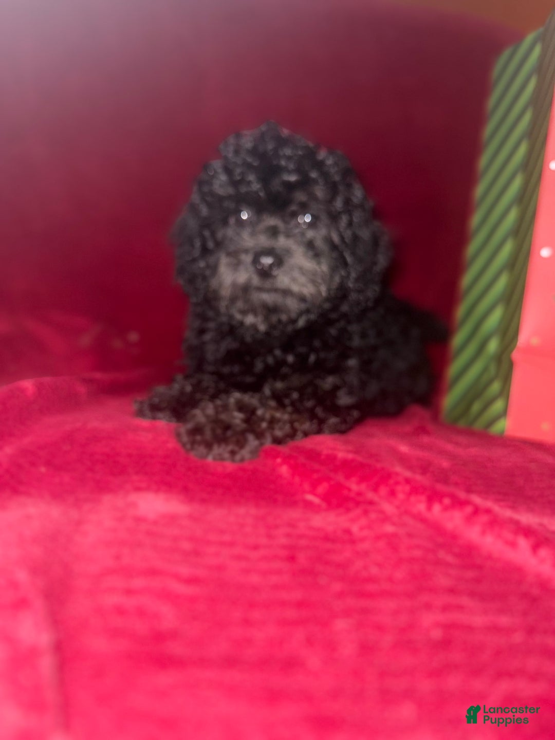 Cockapoo dogs for sale: Cockapoo Puppy 3 - Ad 1