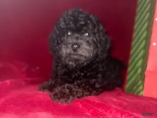 Cockapoo dogs Cockapoo Puppy 3 - Ad 7