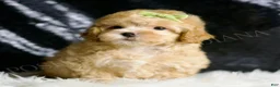 Maltipoo dogs for sale: Emrys - Ad 2