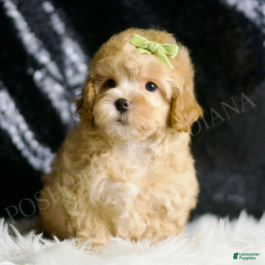 Maltipoo dogs for sale: Emrys - Ad 2