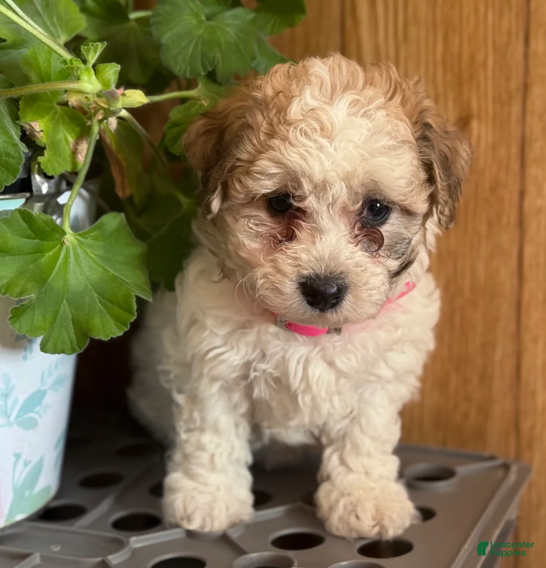 Bichpoo dogs for sale: Snowball - Ad 8