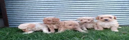 Toy Poodle dogs for sale: Roxy - Ad 4