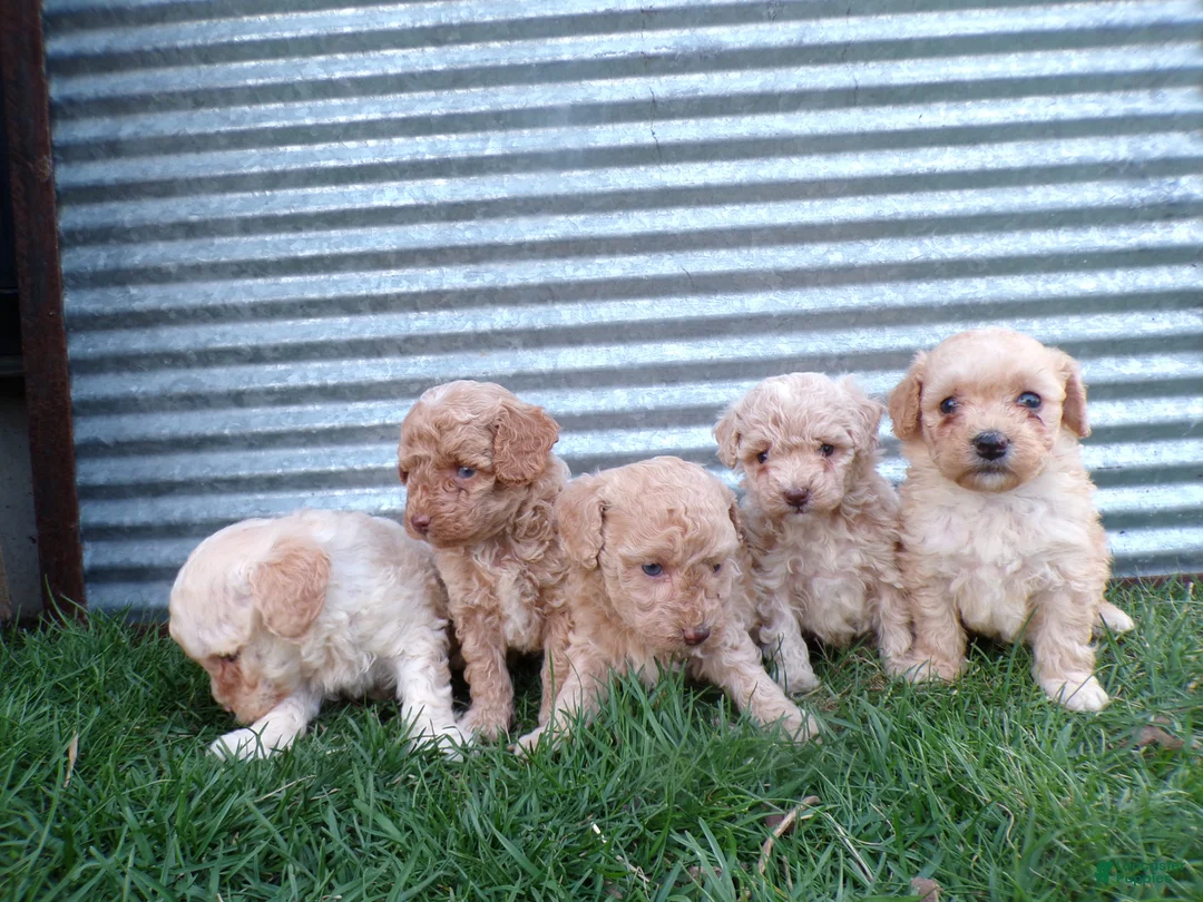 Toy Poodle dogs for sale: Roxy - Ad 4
