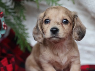 Miniature Dachshund dogs Sparkle - Ad 16