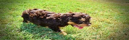 Havapoo dogs for sale: Jazz-LABOR DAY SALE-TAKE $100 OFF!!! - Ad 19