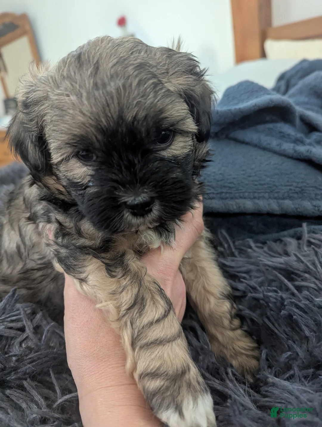 Teddy Bear dogs for sale: Seymour - Ad 1