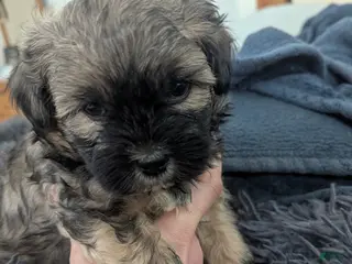 Teddy Bear dogs Seymour - Ad 29