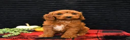 Cavapoo dogs for sale: Onxo - Ad 3