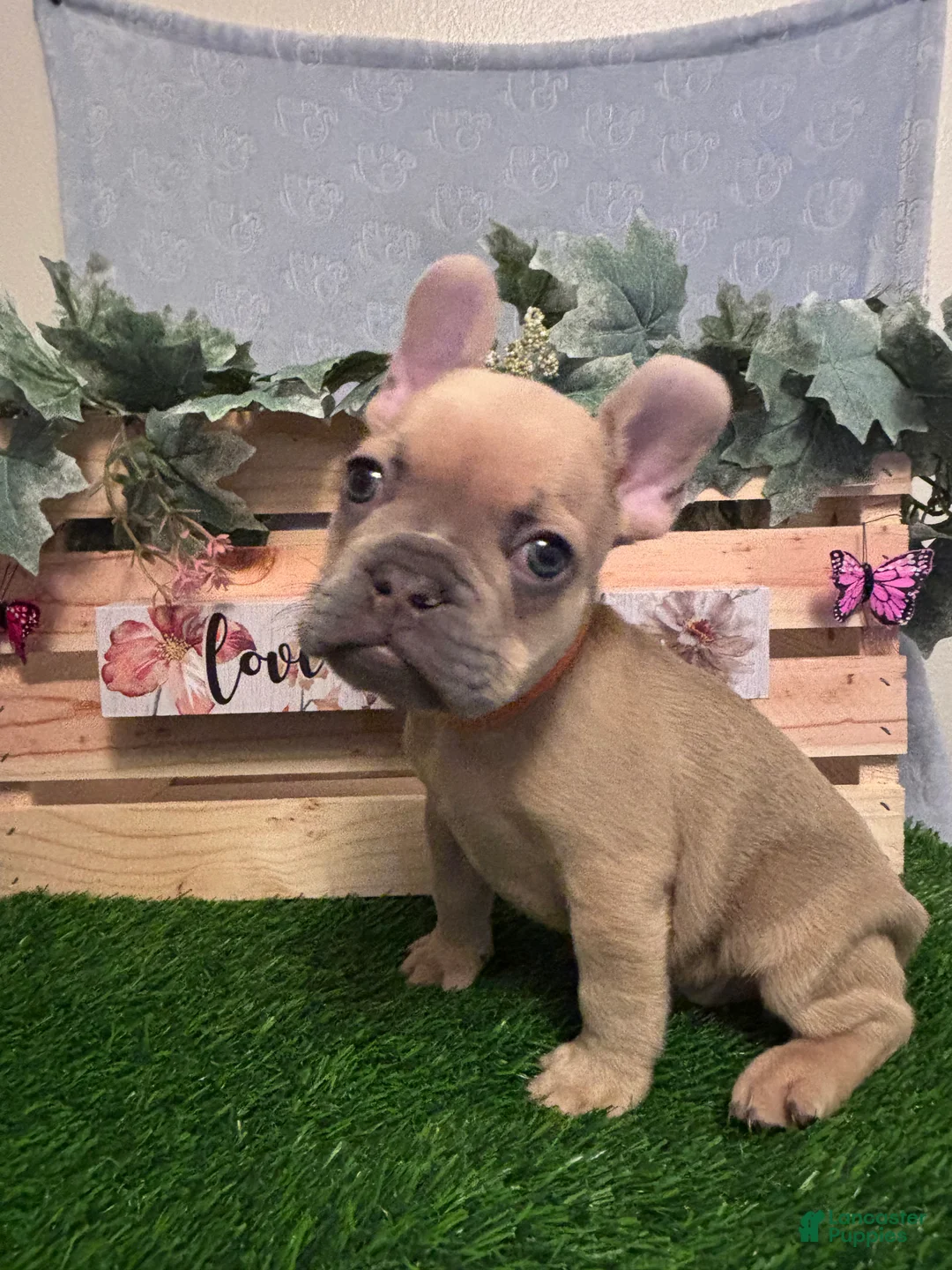 French Bulldog dogs for sale: French Bulldog 3 - Ad 2