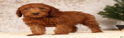 Mini Goldendoodle dogs for sale: Carson - Ad 5
